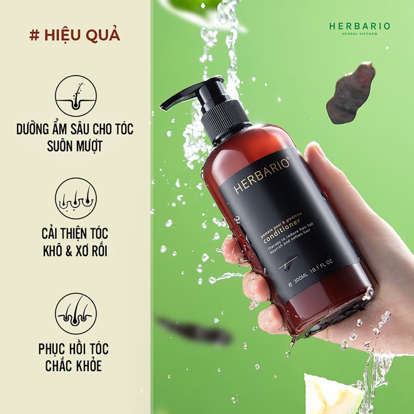 dau xa buoi bo ket herbario dau xa buoi bo ket herbario