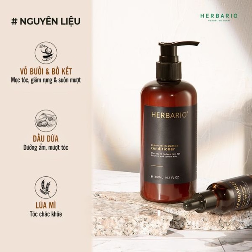 dau xa buoi bo ket herbario dau xa buoi bo ket herbario