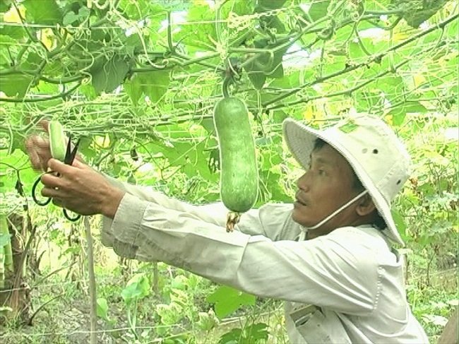 Hình ảnh bí đao và những công dụng tuyệt vời