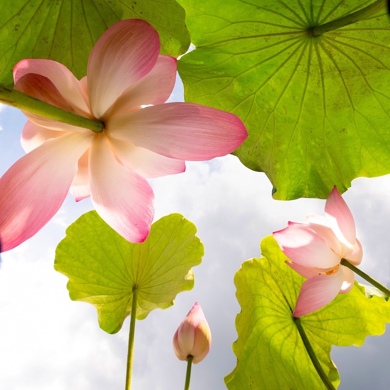 Nước tẩy trang Sen Hậu Giang Cocoon nuoc tay trang sen hau giang Cocoon